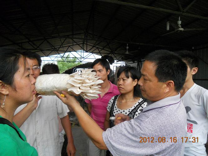 合肥立新菌种场是是经劳动部门及教育部门批准备案的专业食用菌